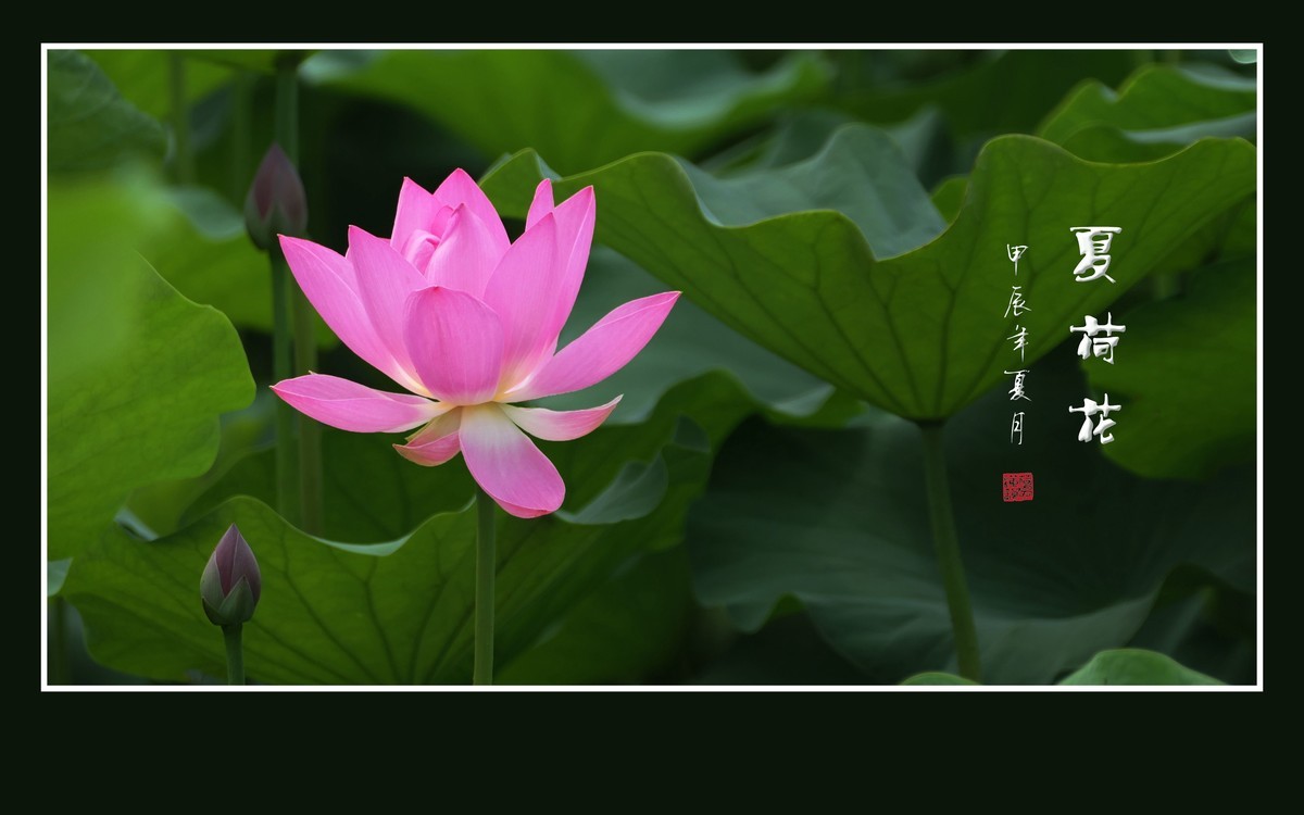 映日荷花别样红