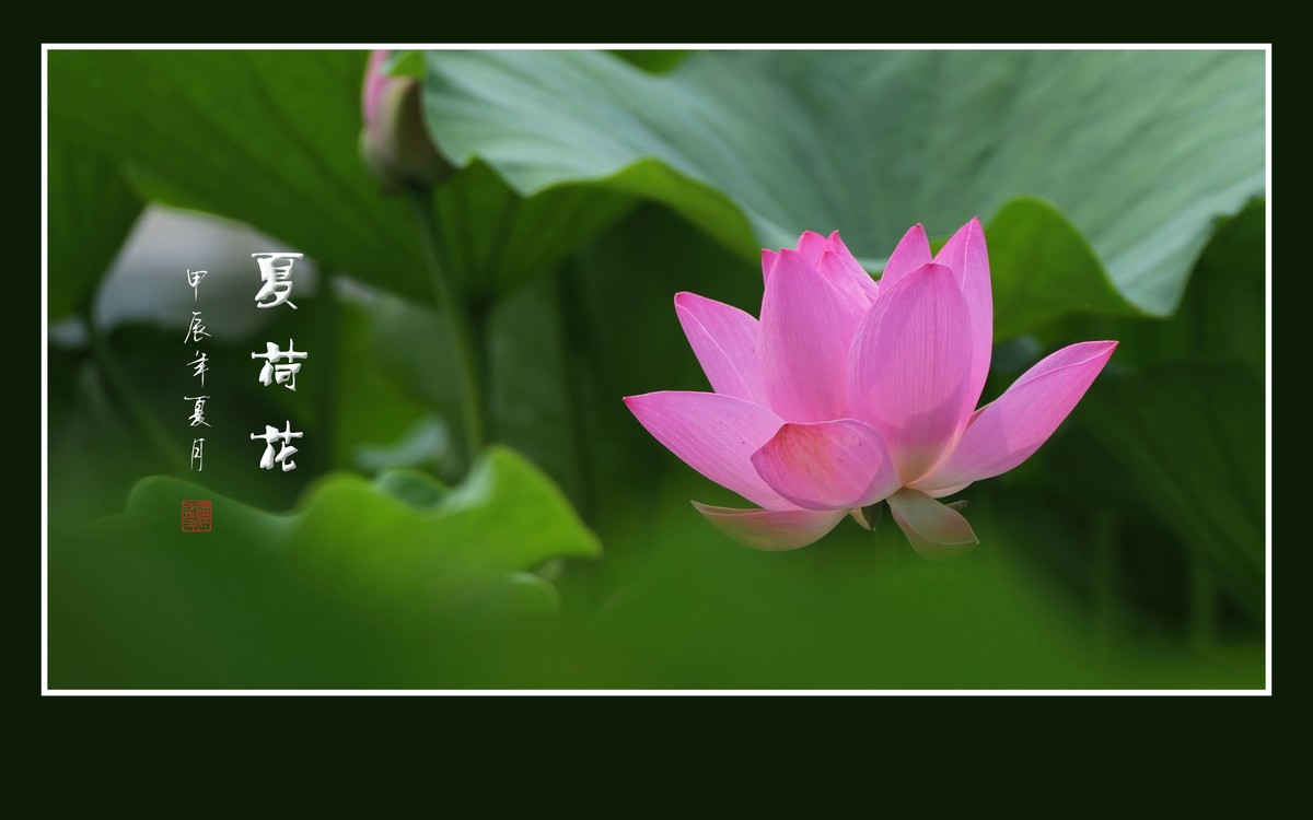 映日荷花别样红