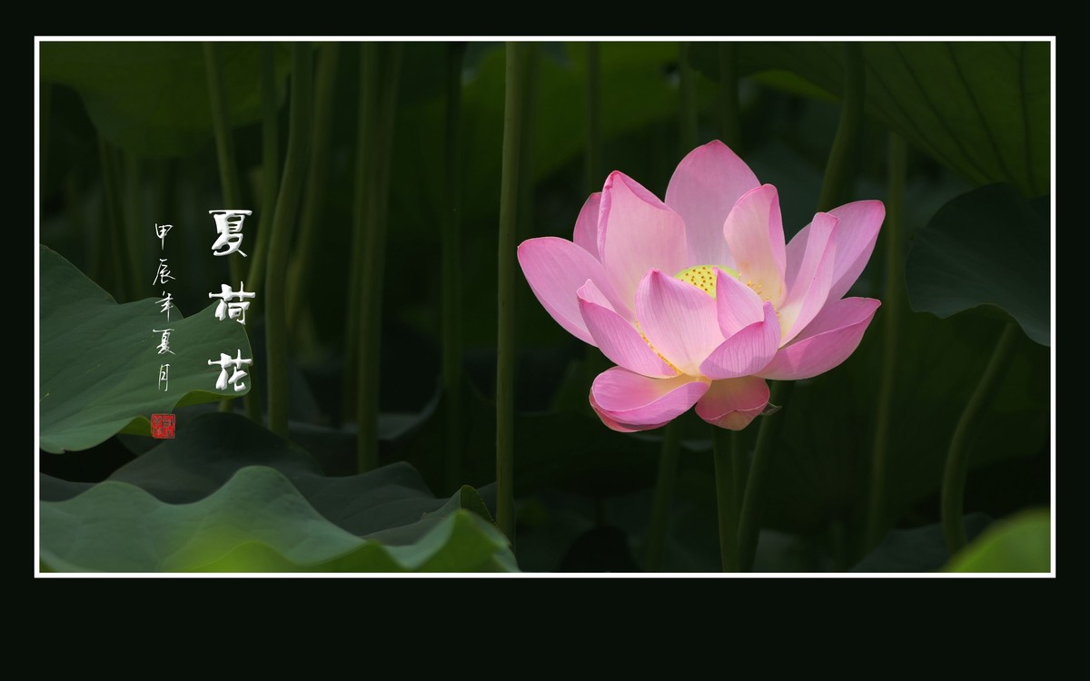 映日荷花别样红