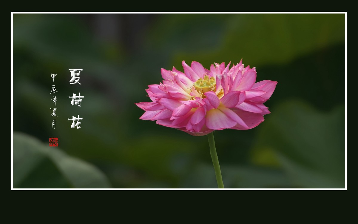 映日荷花别样红