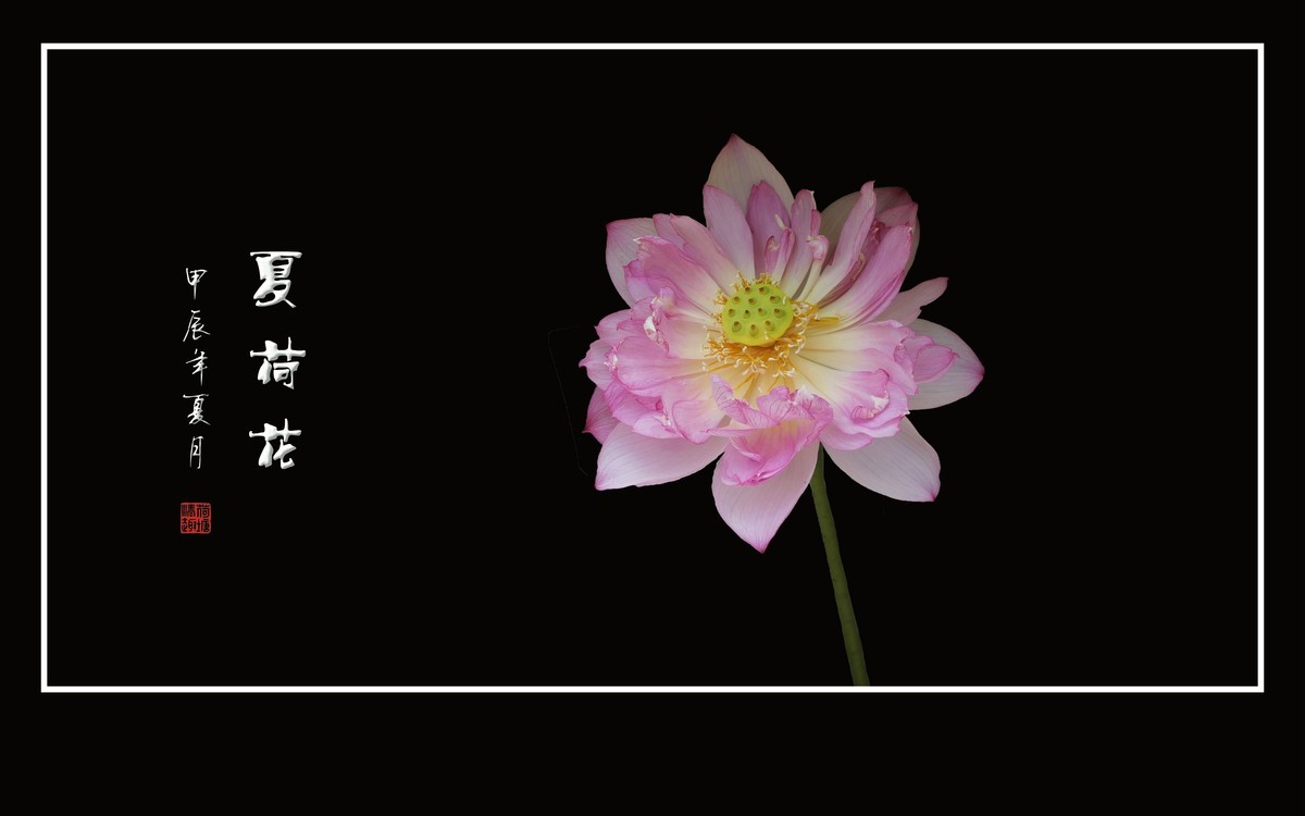 映日荷花别样红