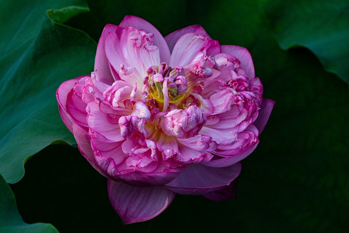 雨后千姿百艳的荷花