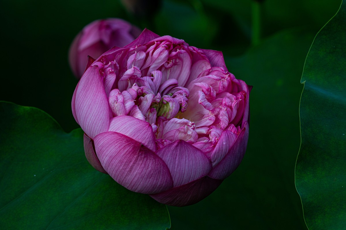 雨后千姿百艳的荷花