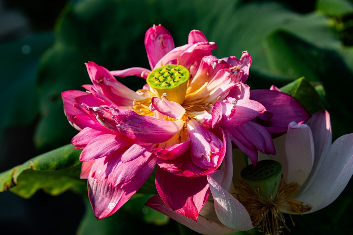 雨后千姿百艳的荷花
