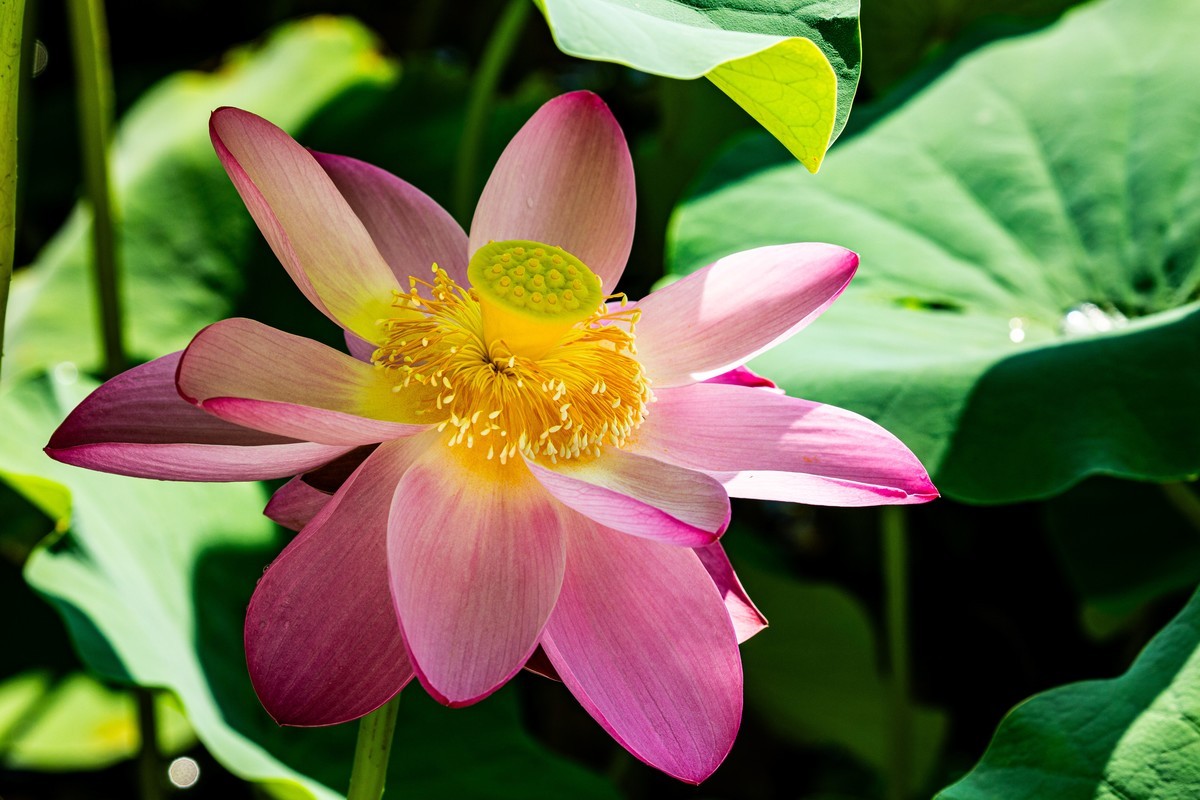 雨后千姿百艳的荷花