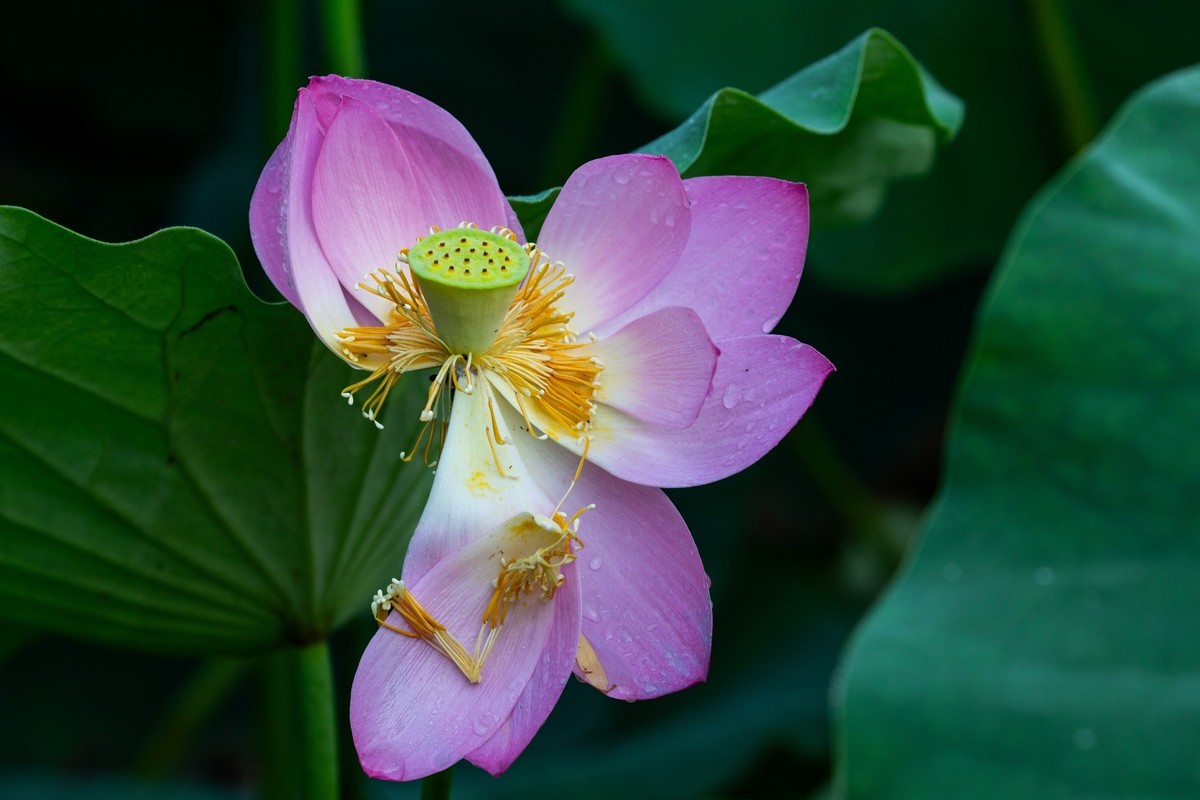 雨后千姿百艳的荷花