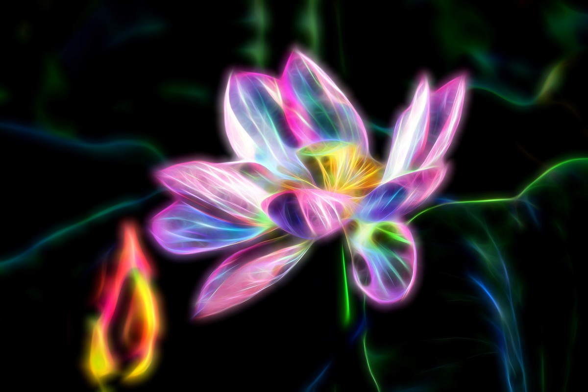 雨后千姿百艳的荷花