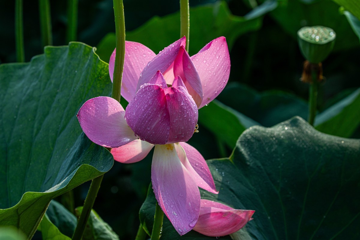 雨后千姿百艳的荷花