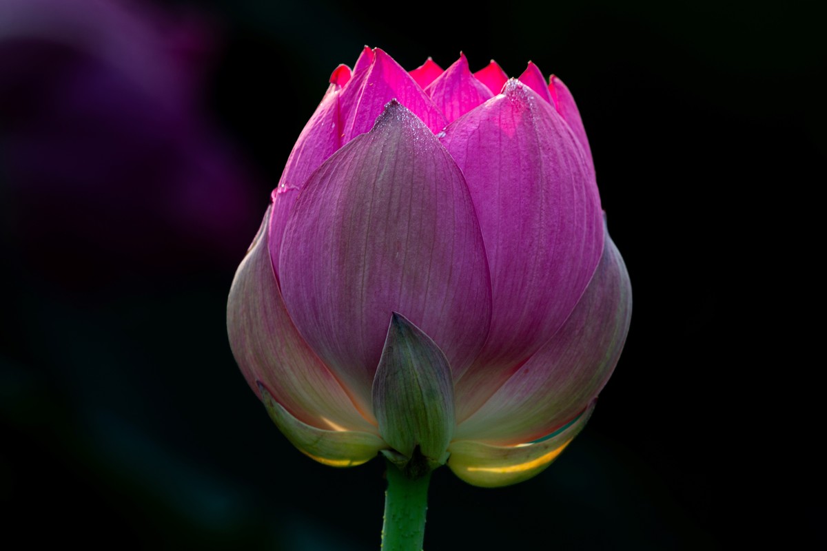 雨后千姿百艳的荷花