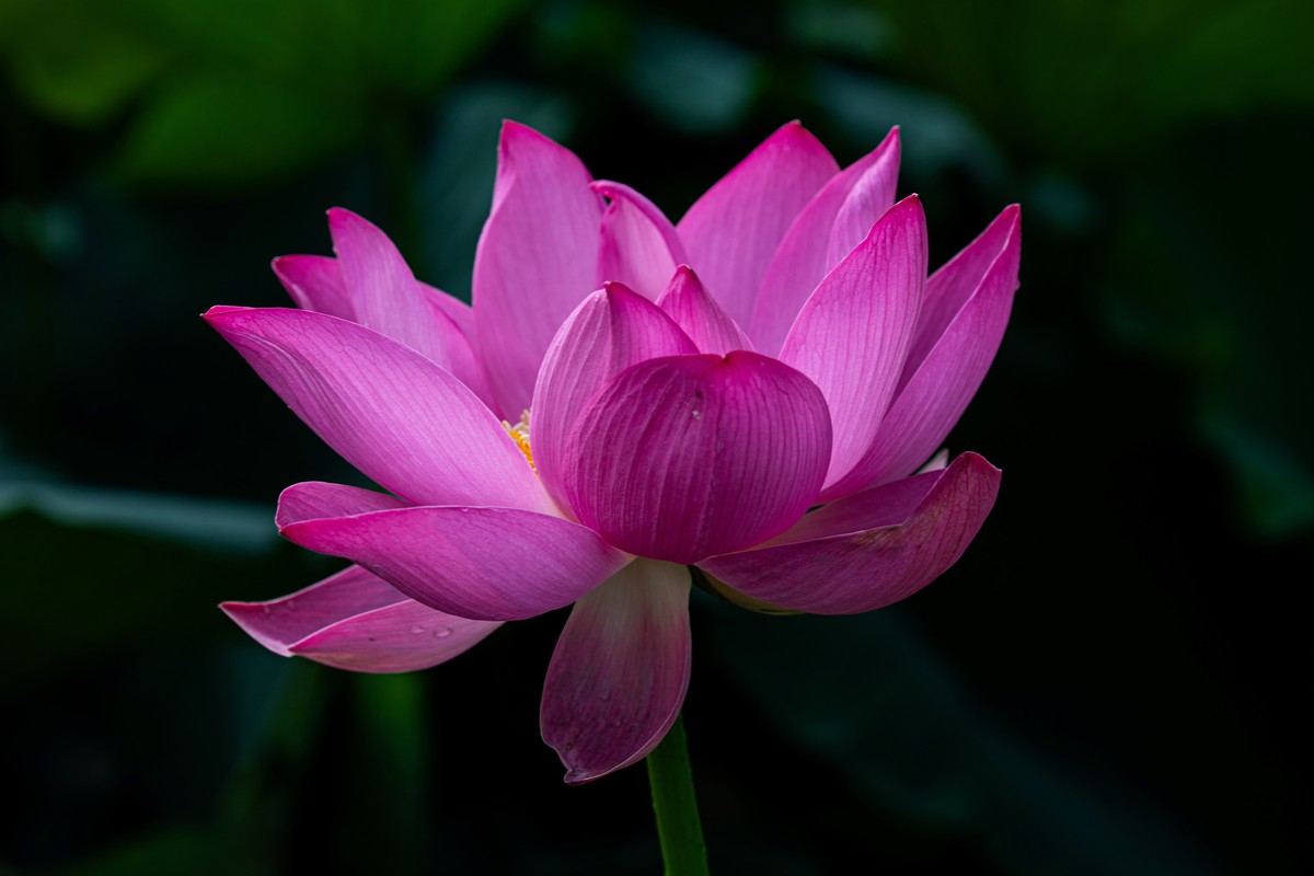 雨后千姿百艳的荷花