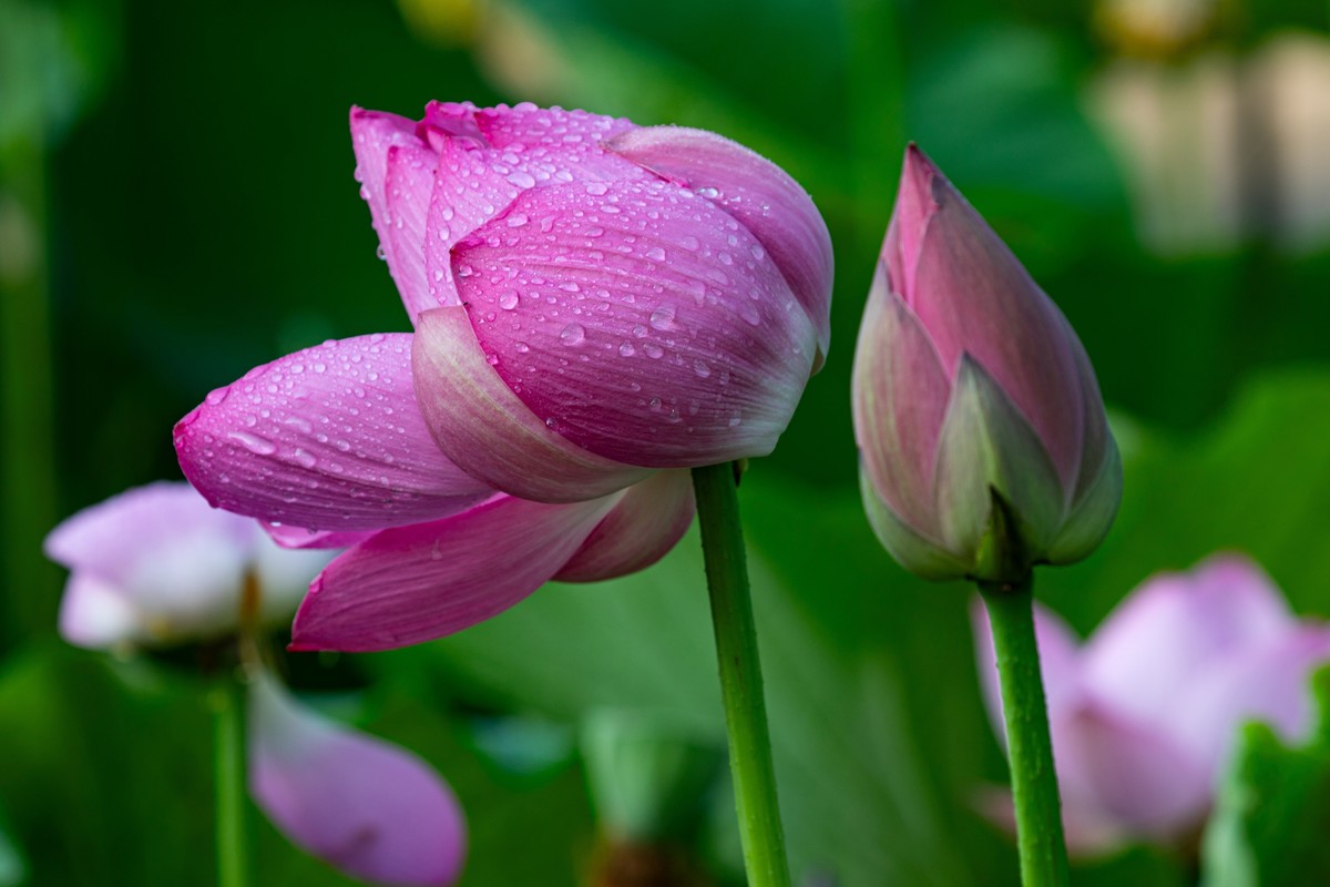 雨后千姿百艳的荷花