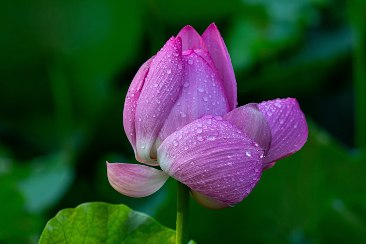 雨后千姿百艳的荷花