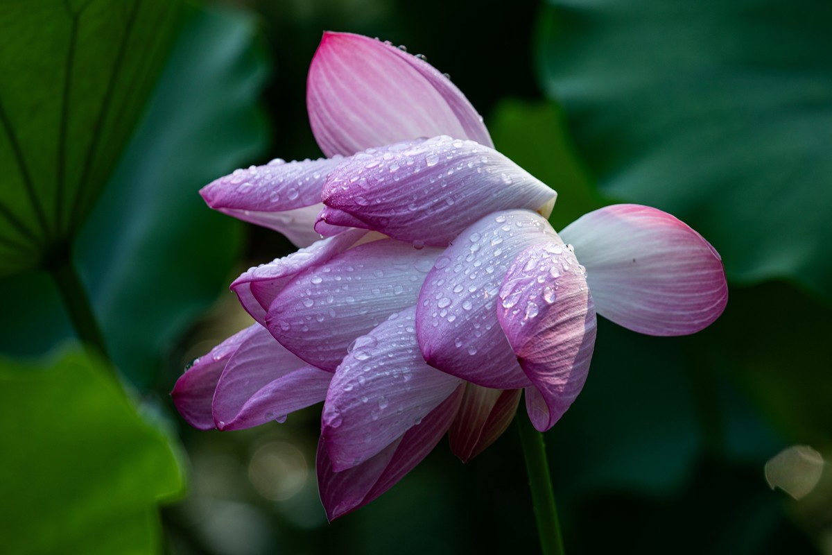 雨后千姿百艳的荷花