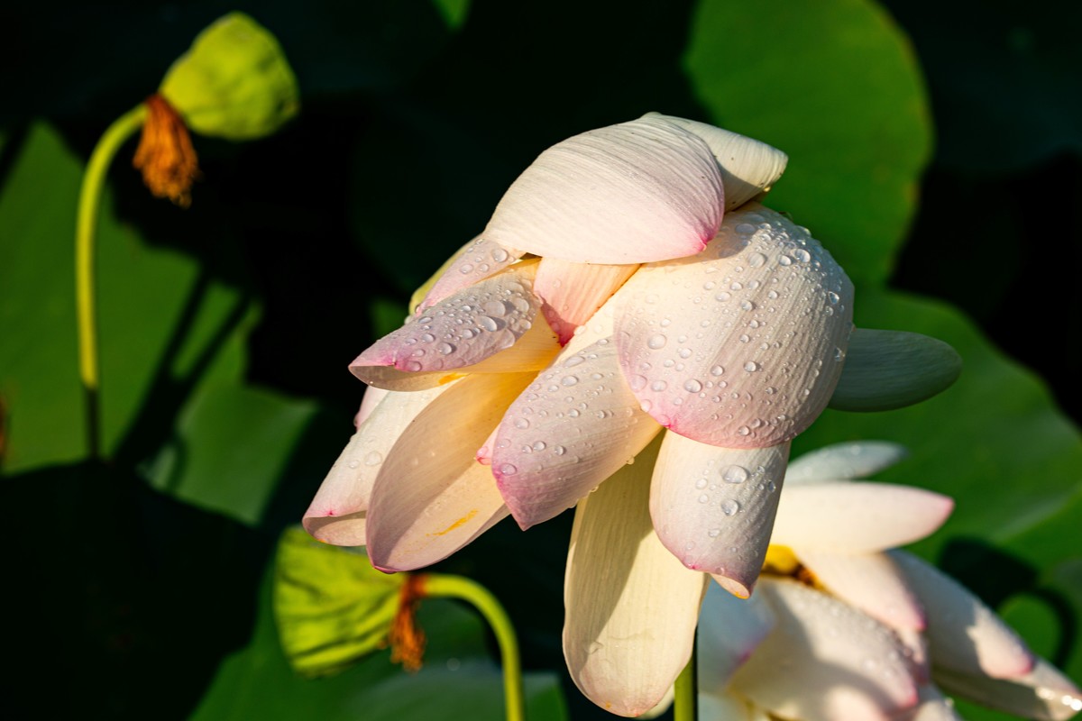 雨后千姿百艳的荷花