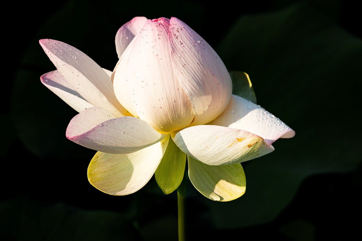 雨后千姿百艳的荷花