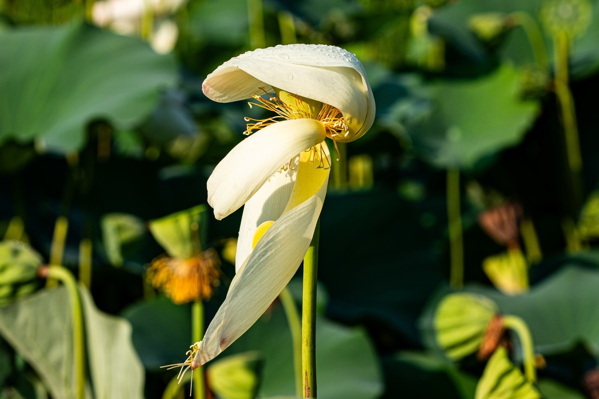 雨后千姿百艳的荷花