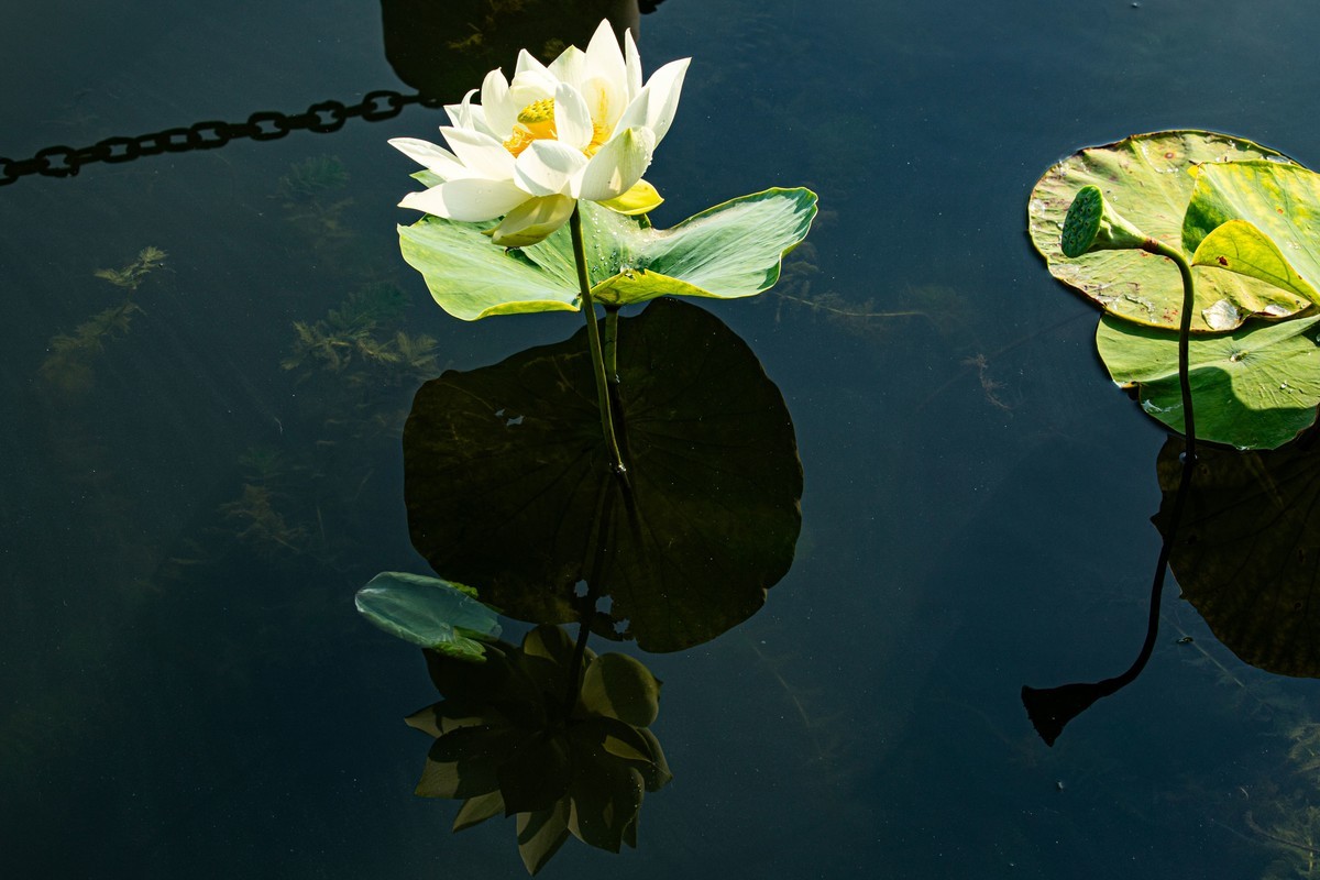 雨后千姿百艳的荷花