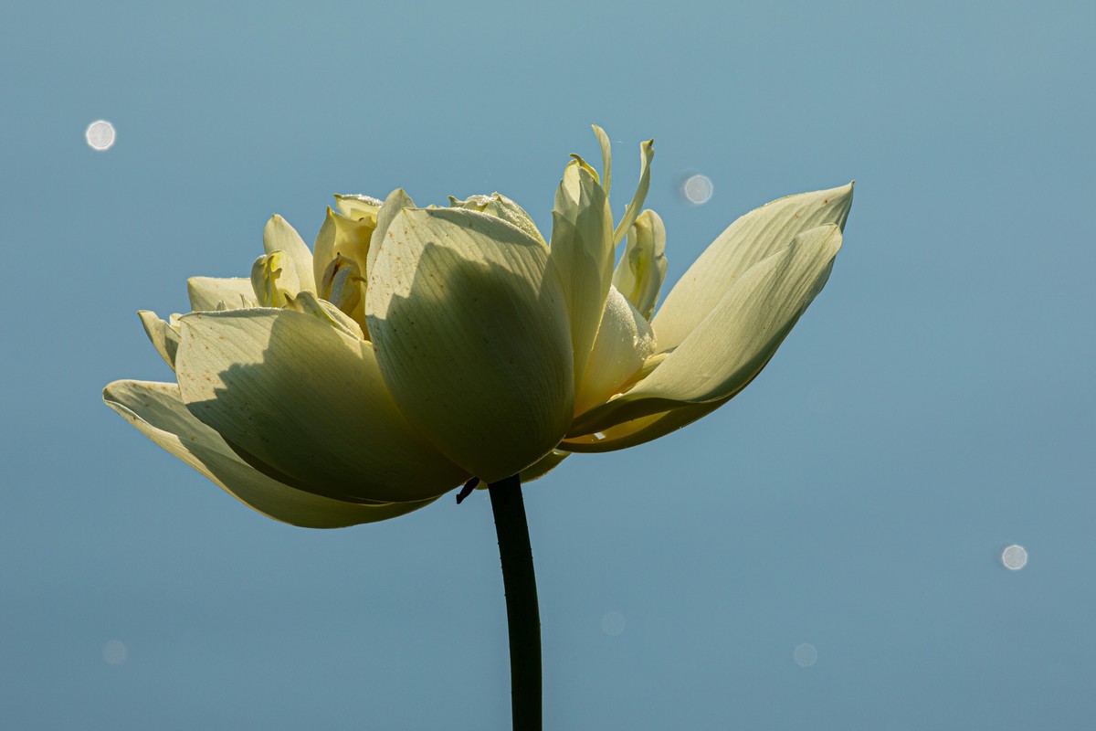 雨后千姿百艳的荷花