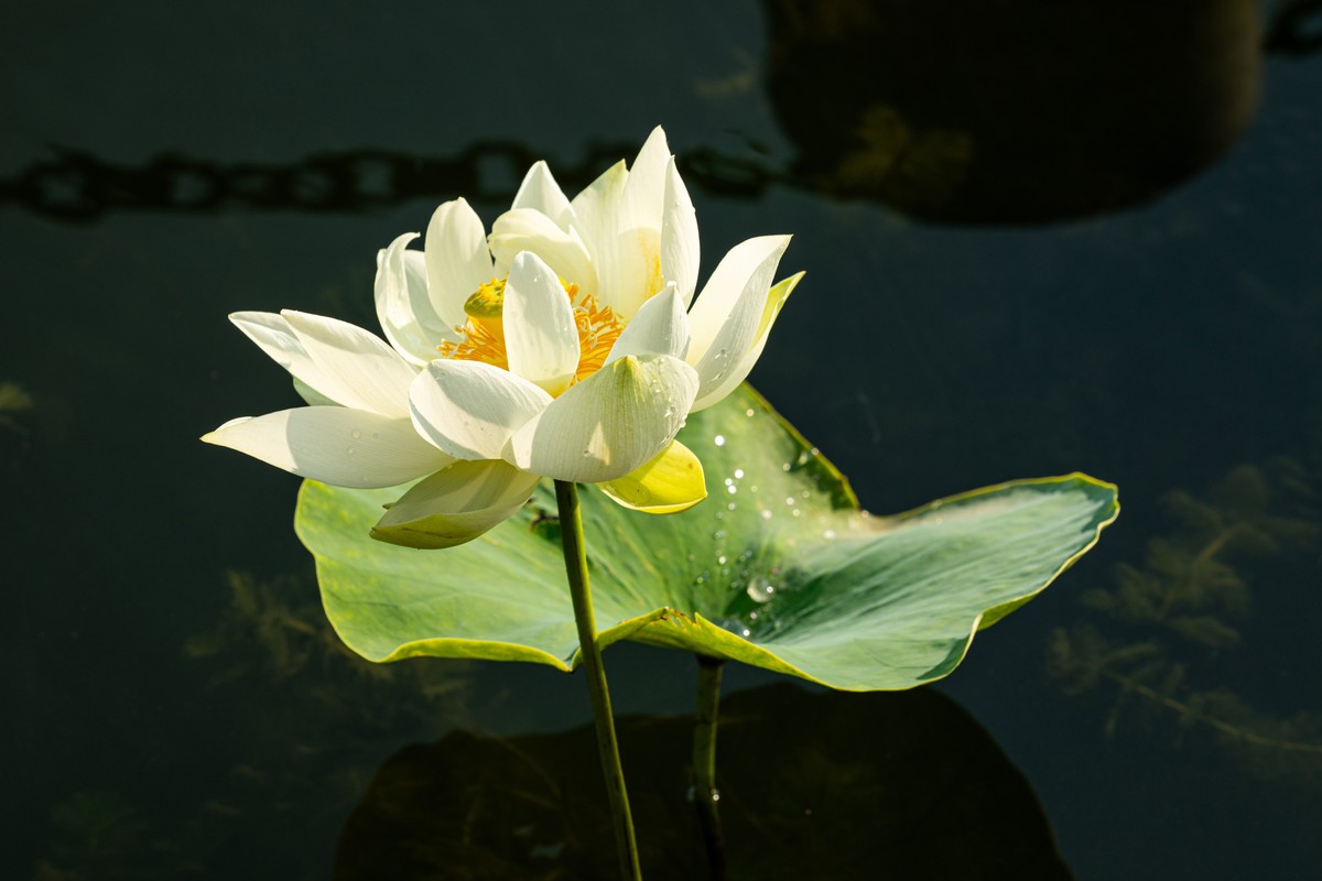 雨后千姿百艳的荷花