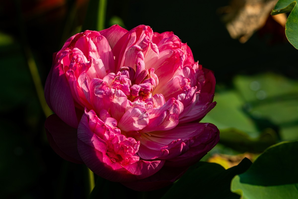雨后千姿百艳的荷花