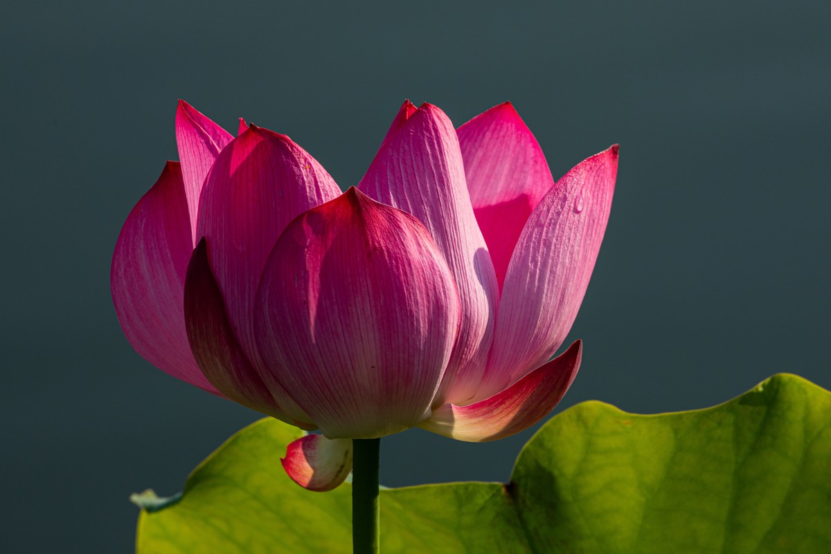 雨后千姿百艳的荷花