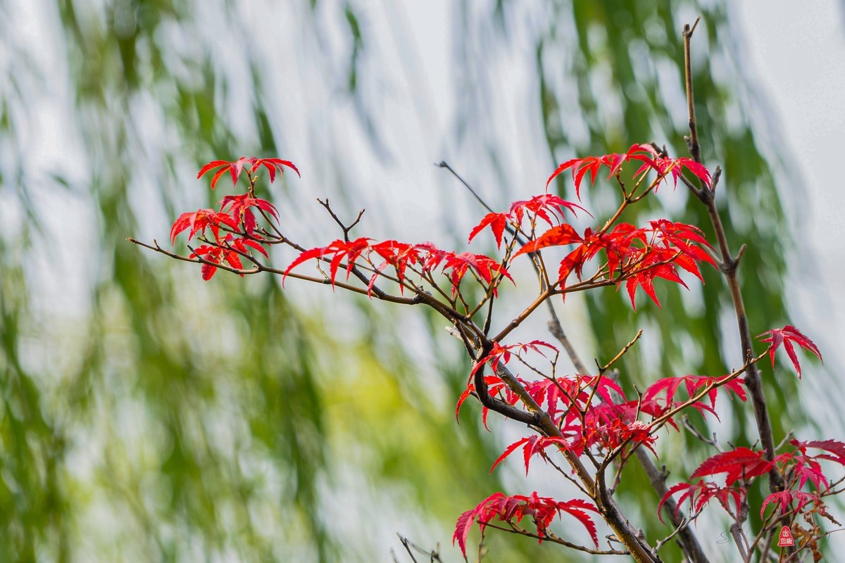 苏州石湖揽胜（一）