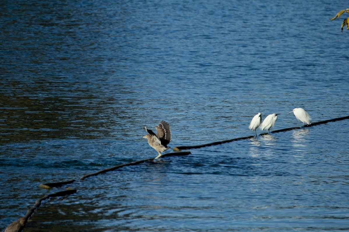 抓拍——池鹭 白鹭 夜鹭