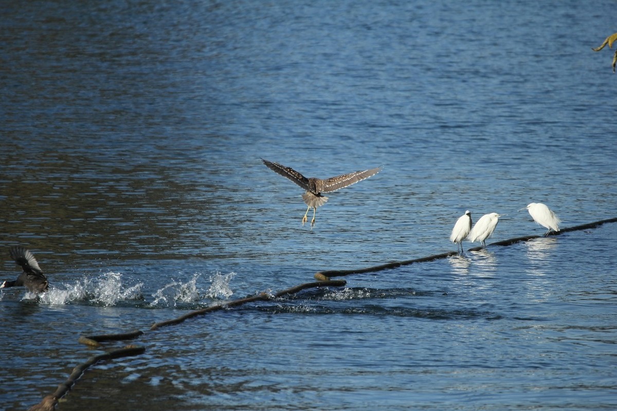 抓拍——池鹭 白鹭 夜鹭
