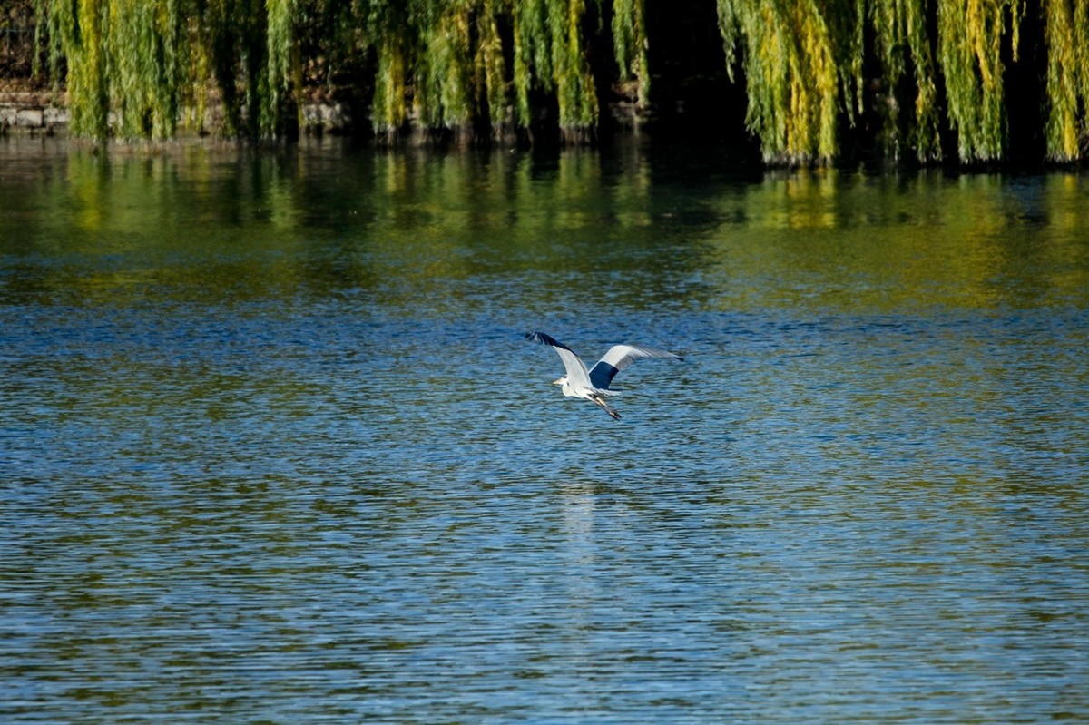 抓拍——池鹭 白鹭 夜鹭