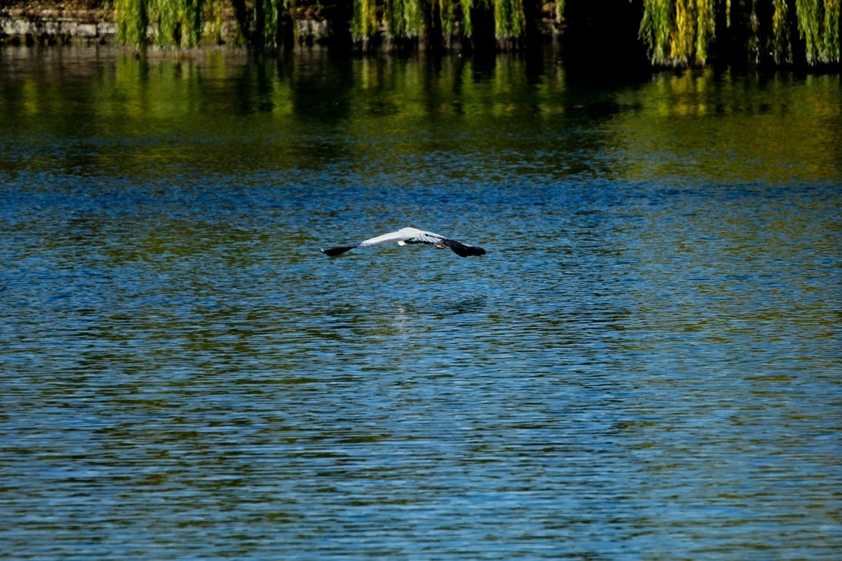 抓拍——池鹭 白鹭 夜鹭