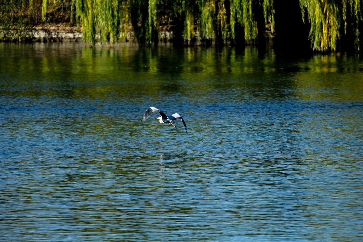抓拍——池鹭 白鹭 夜鹭