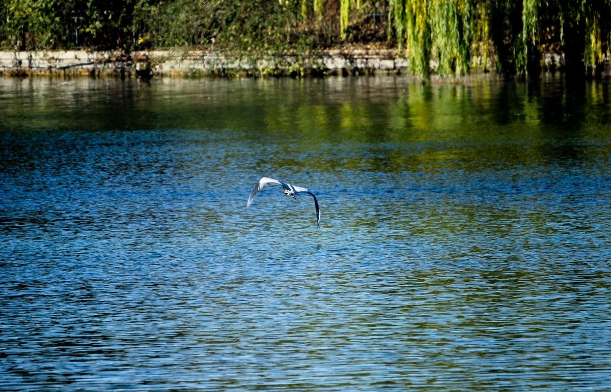抓拍——池鹭 白鹭 夜鹭