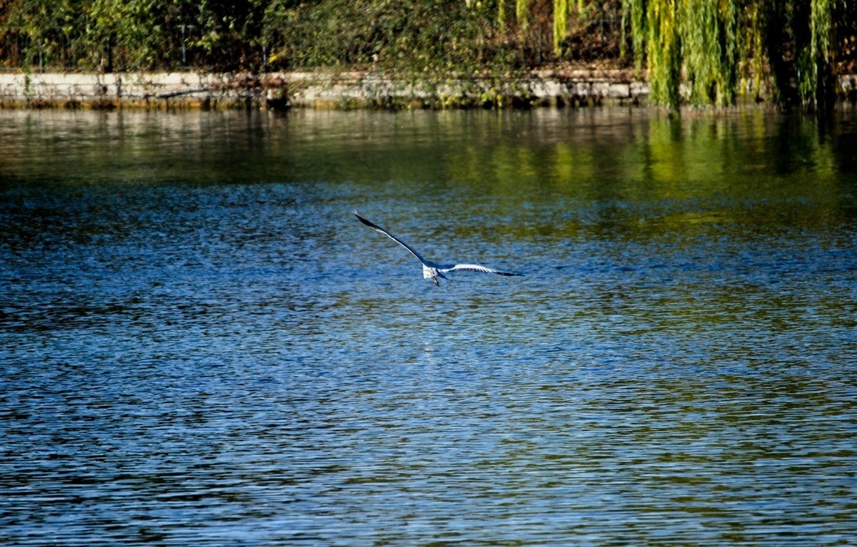 抓拍——池鹭 白鹭 夜鹭