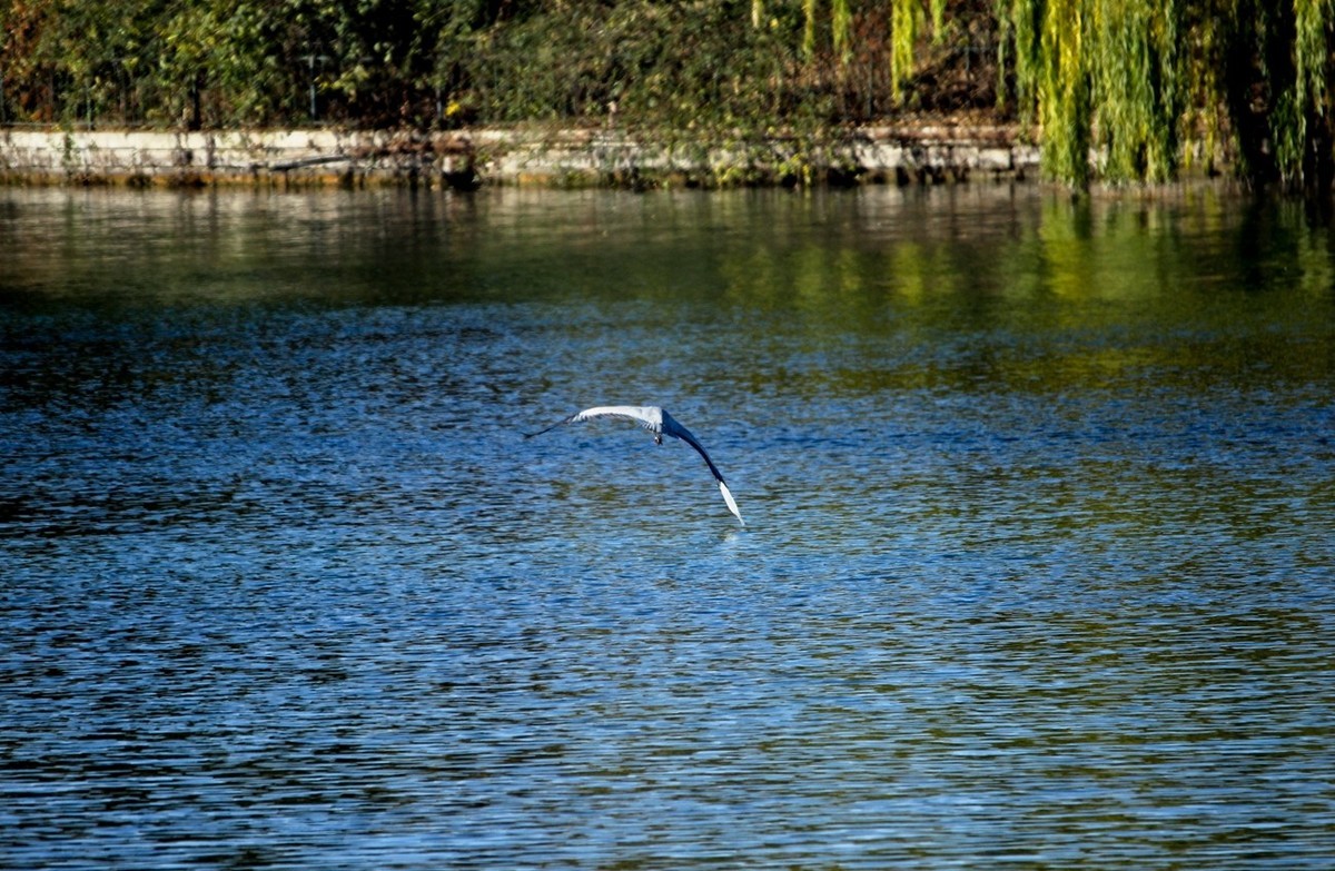 抓拍——池鹭 白鹭 夜鹭