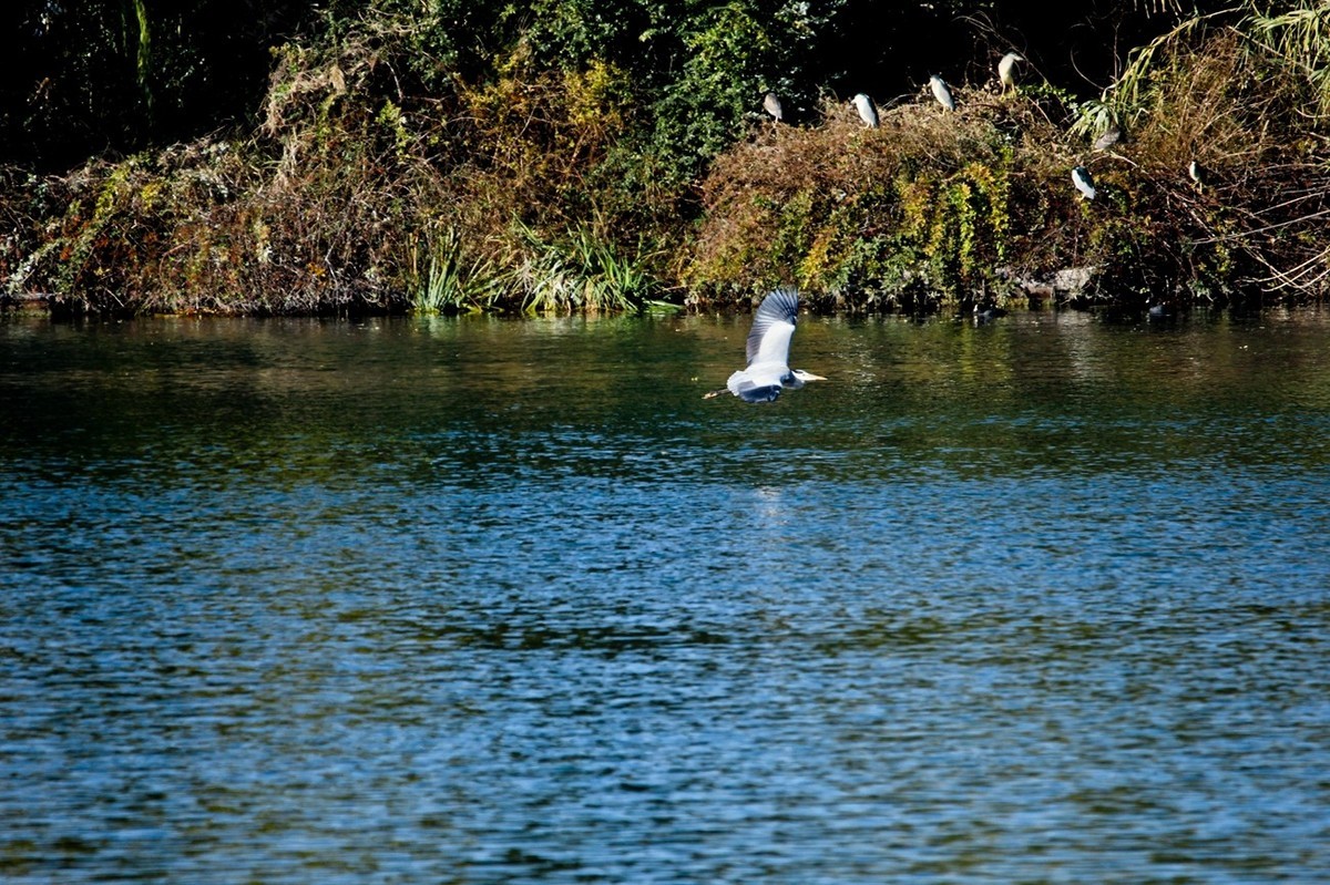 抓拍——池鹭 白鹭 夜鹭