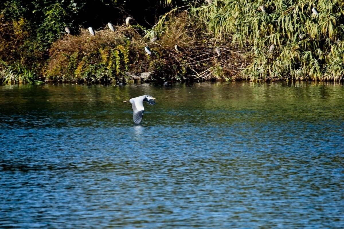 抓拍——池鹭 白鹭 夜鹭