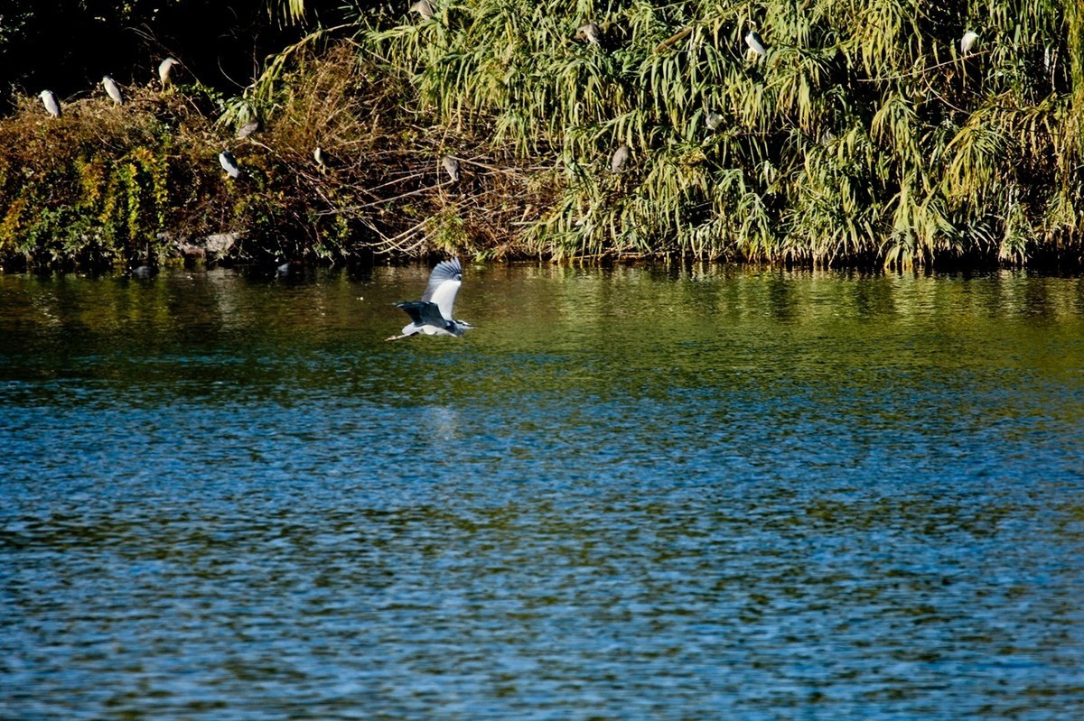 抓拍——池鹭 白鹭 夜鹭