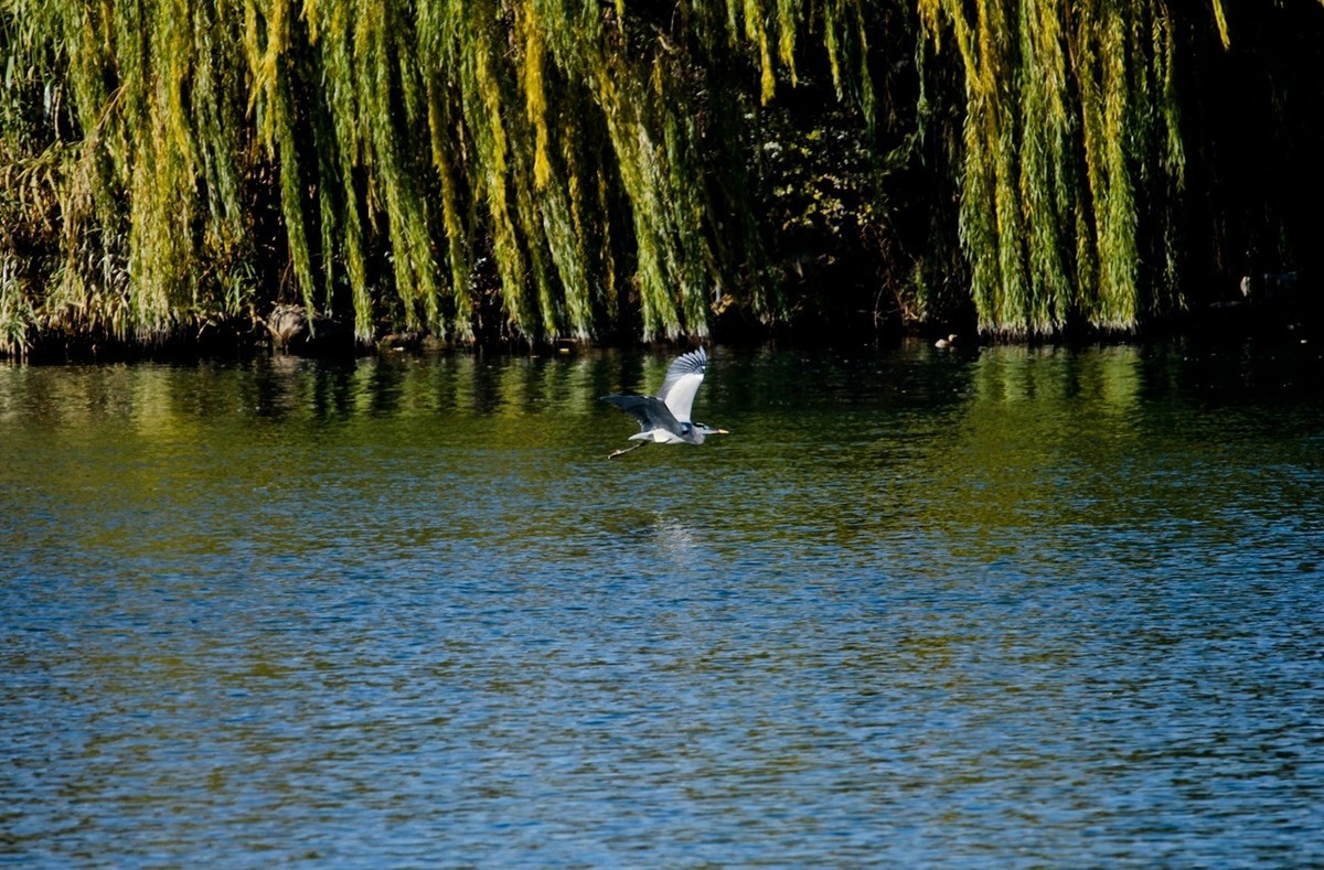 抓拍——池鹭 白鹭 夜鹭