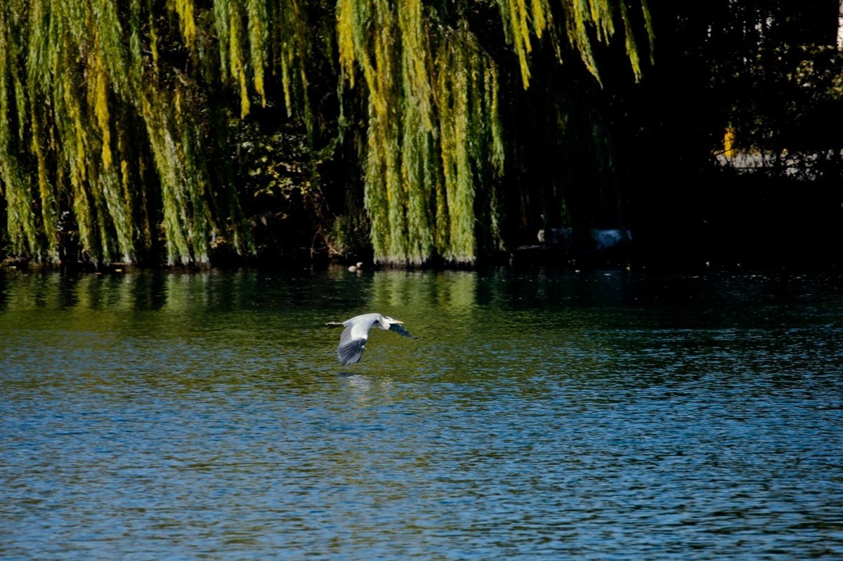 抓拍——池鹭 白鹭 夜鹭