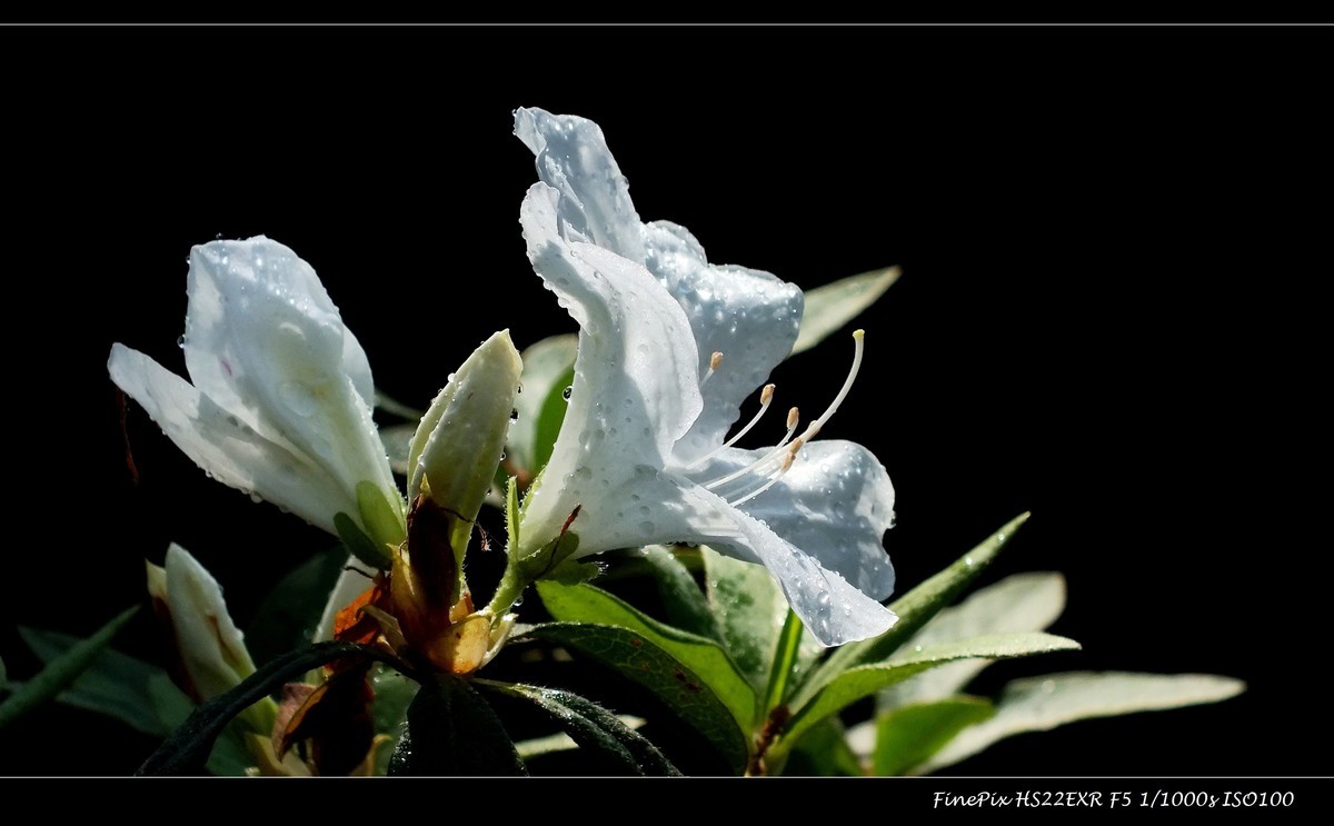 #版主坐堂#索尼大版星空(中国)2025年 3 月份优秀作品精选汇总