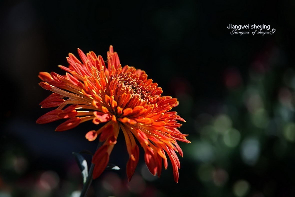 #版主坐堂#索尼大版星空(中国)2025年 3 月份优秀作品精选汇总