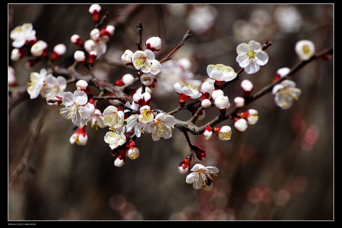 #版主坐堂#索尼大版星空(中国)2025年 3 月份优秀作品精选汇总