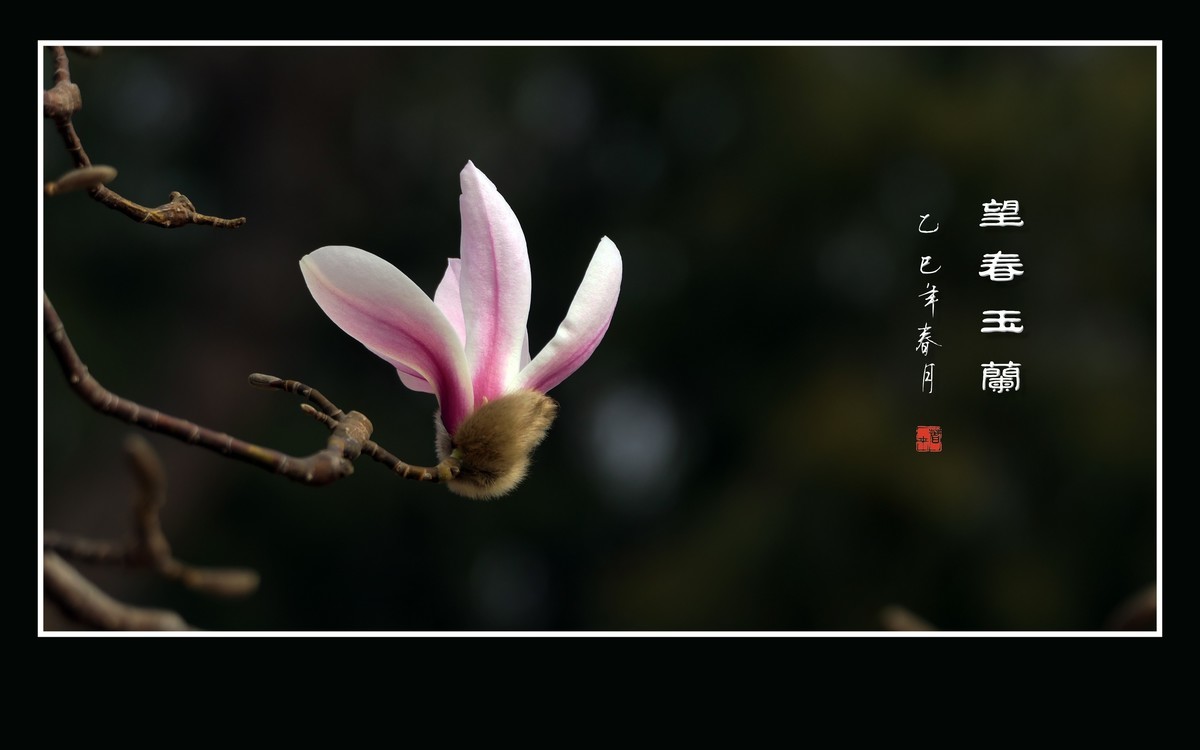 #版主坐堂#索尼大版星空(中国)2025年 3 月份优秀作品精选汇总