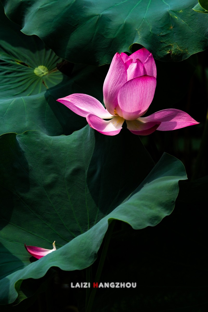 #版主坐堂#索尼大版星空(中国)2025年 3 月份优秀作品精选汇总