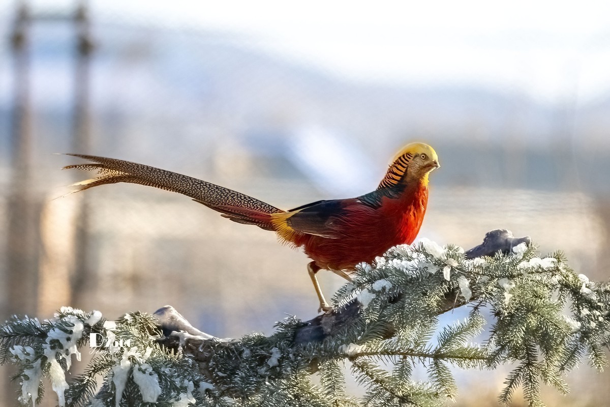 #版主坐堂#索尼大版星空(中国)2025年 3 月份优秀作品精选汇总