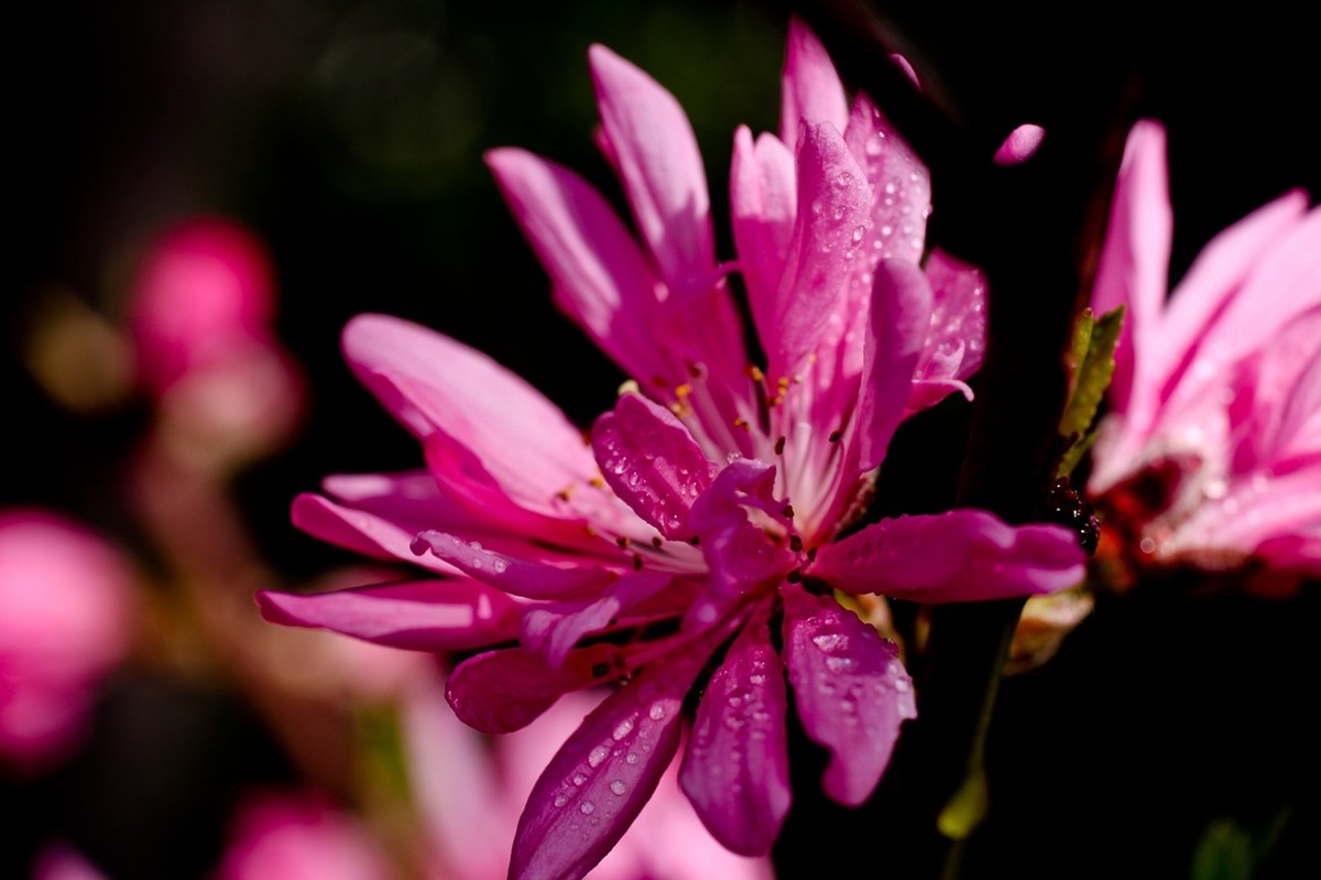微距特写——春花