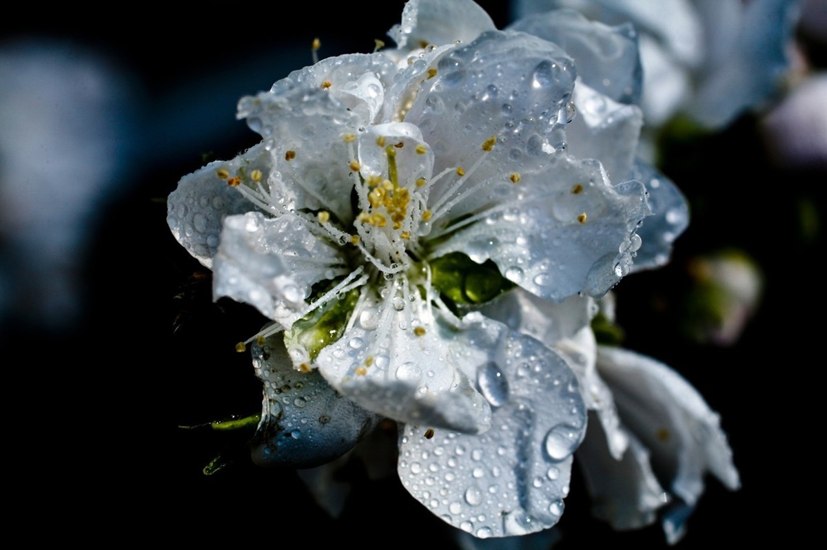 微距特写——春花