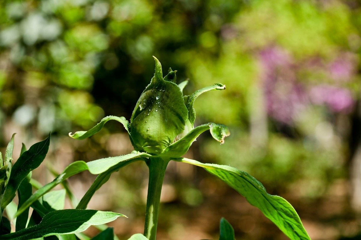 微距特写——春花