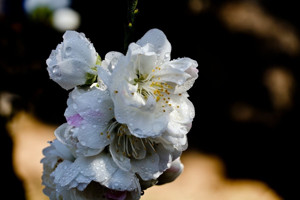 微距特写——春花