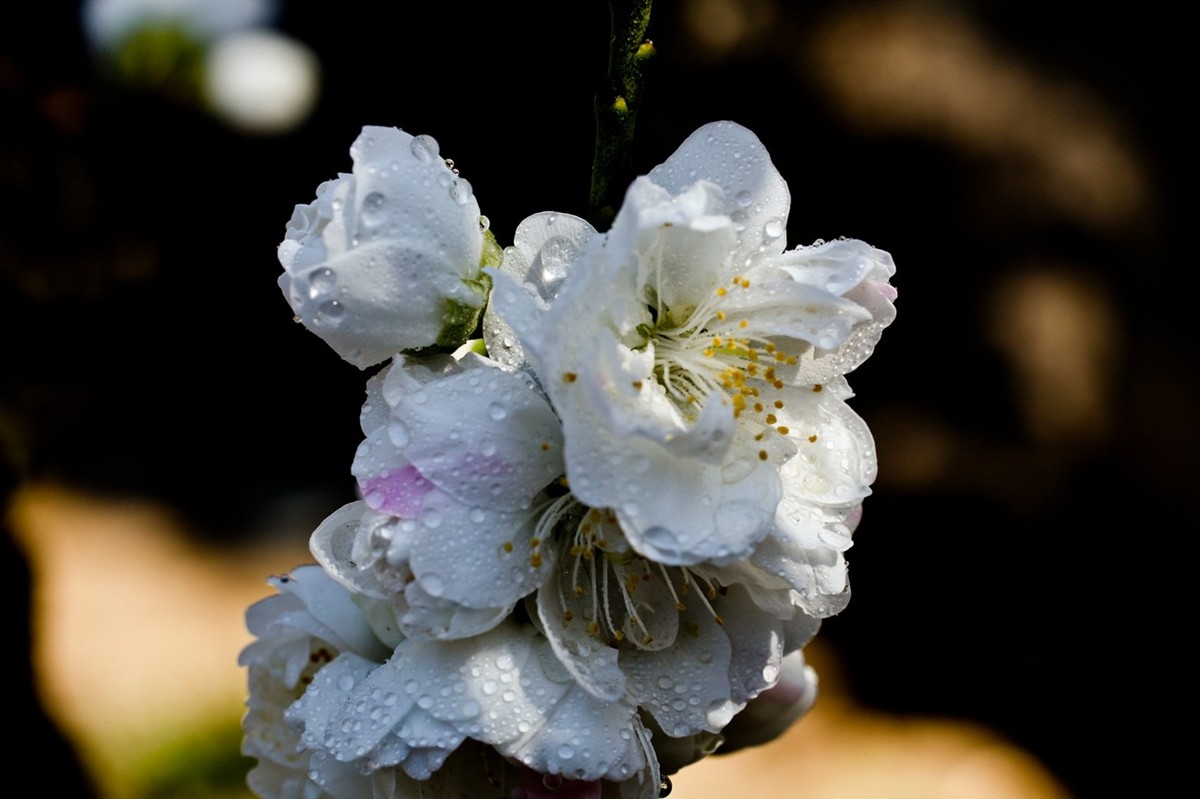 微距特写——春花
